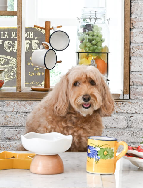 エッグフードボウル ブランドのドッグデプト/DOG DEPT