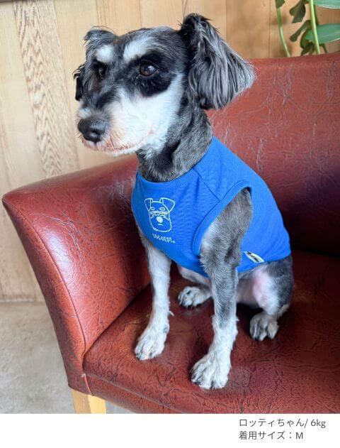 MY DOG is No.1シュナウザーノースリーブ犬服ブランドのドッグデプト/DOG DEPT