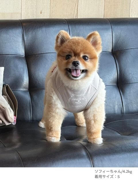 MY DOG is No.1ポメラニアンノースリーブ犬服ブランドのドッグデプト/DOG DEPT
