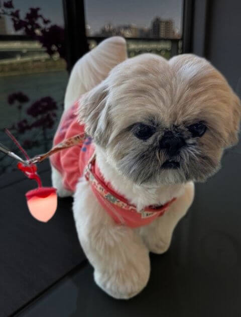 どんぐりライト ブランドのドッグデプト/DOG DEPT