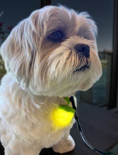 どんぐりライト ブランドのドッグデプト/DOG DEPT