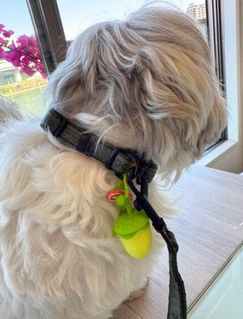 どんぐりライト ブランドのドッグデプト/DOG DEPT