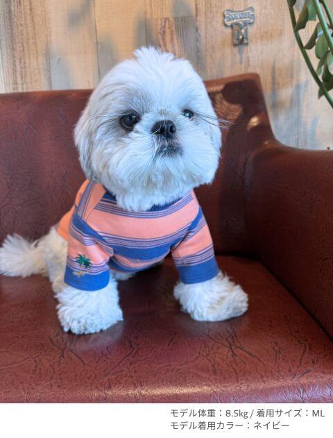 ボーダースウェット犬服ブランドのドッグデプト/DOG DEPT