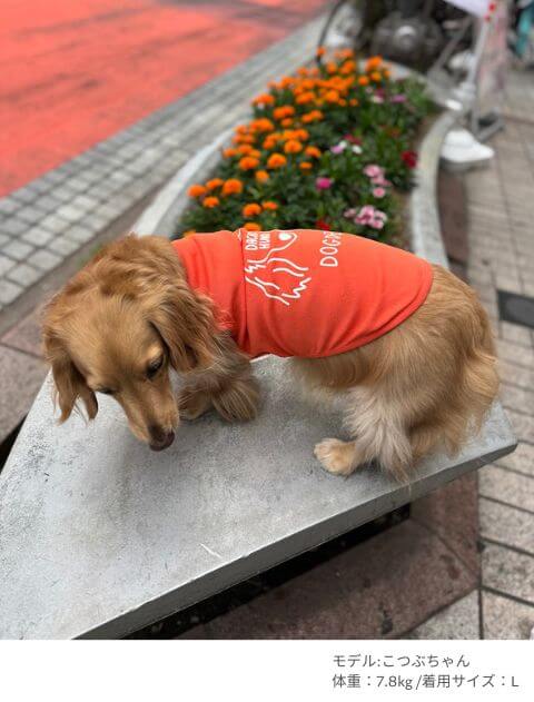 MY DOG IS No.1 ダックスノースリーブ犬服ブランドのドッグデプト/DOG DEPT