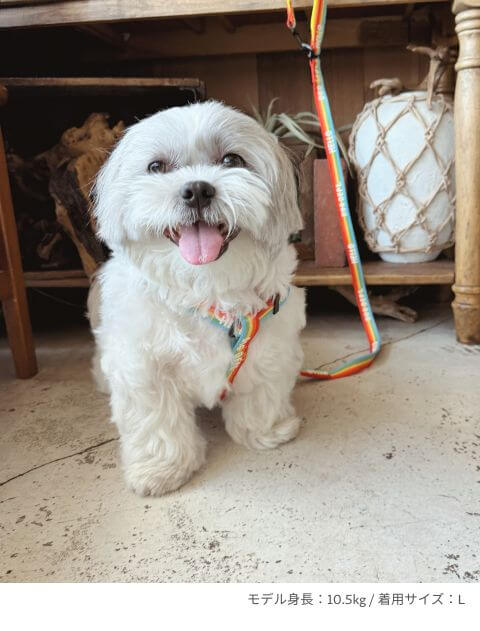 レインボーリード&ハーネスセット ブランドのドッグデプト/DOG DEPT