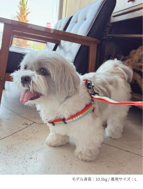 レインボーリード&ハーネスセット ブランドのドッグデプト/DOG DEPT