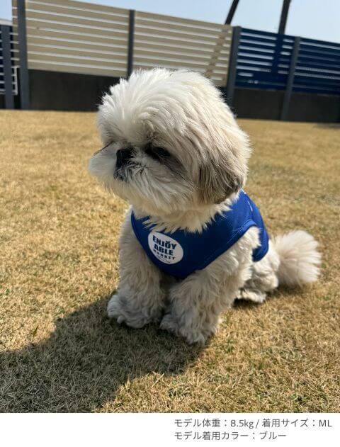 濡らして着るcalifornia market  ノースリーブ犬服ブランドのドッグデプト/DOG DEPT