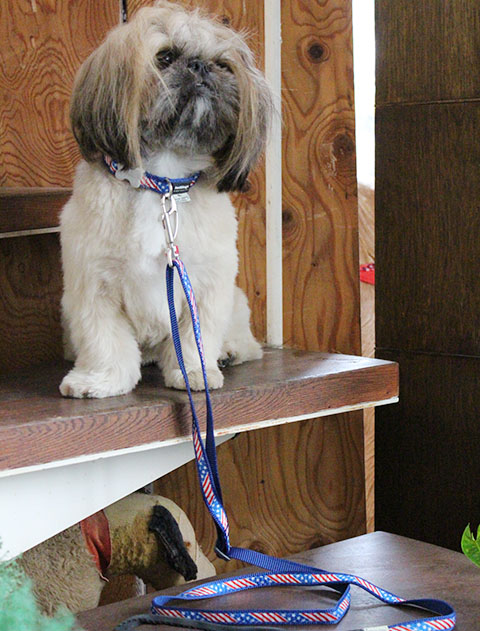 REDDINGOコラボ リード&カラーセット ブランドのドッグデプト/DOG DEPT