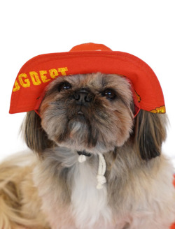 Dog Goods アメリカンロゴ ドッグハット Dog Dept ドッグデプト オンラインショッピング