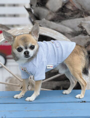 【DOG WEAR】チワワTシャツ