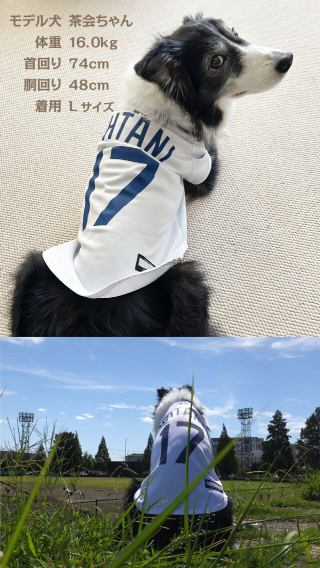 メジャーリーグ MLB公式！大谷翔平選手モデルのペット用グッズ