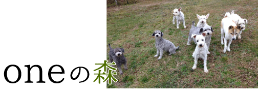 oneの森