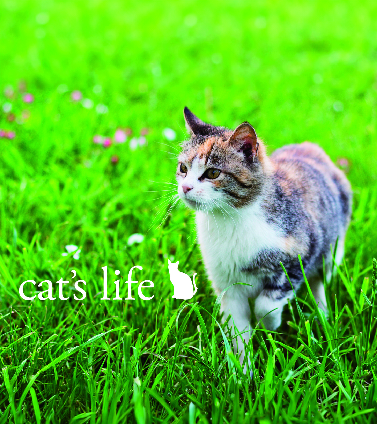 トップページ トップ画像 catslife