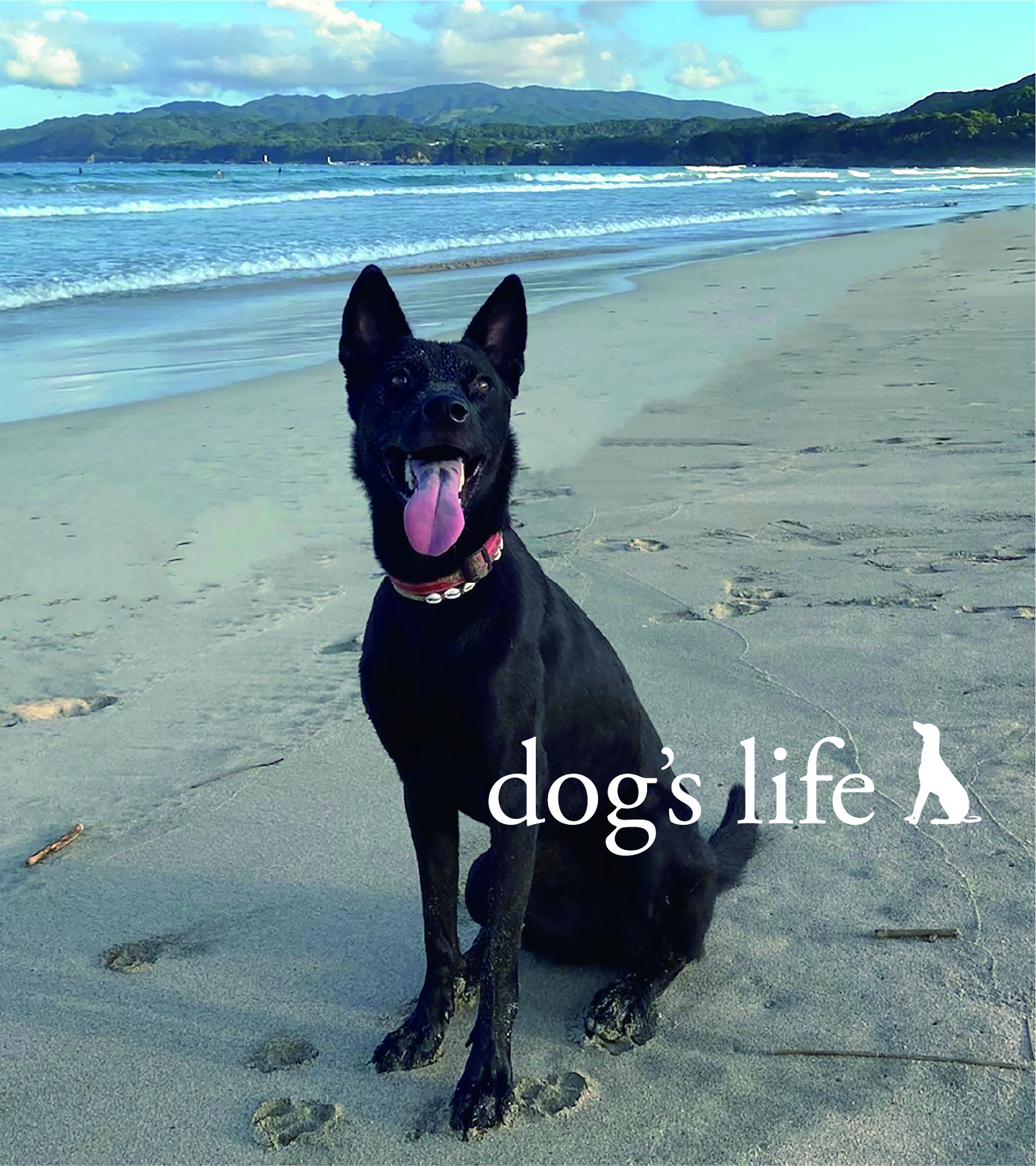 トップページ トップ画像 dogslife