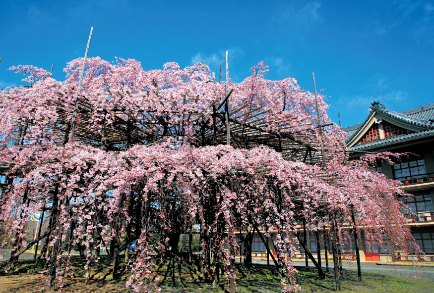 ポストカード2020-2別席場前の枝垂桜