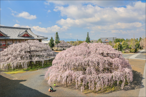 ポストカード2025（6）満開を迎えた別席場のシダレザクラ