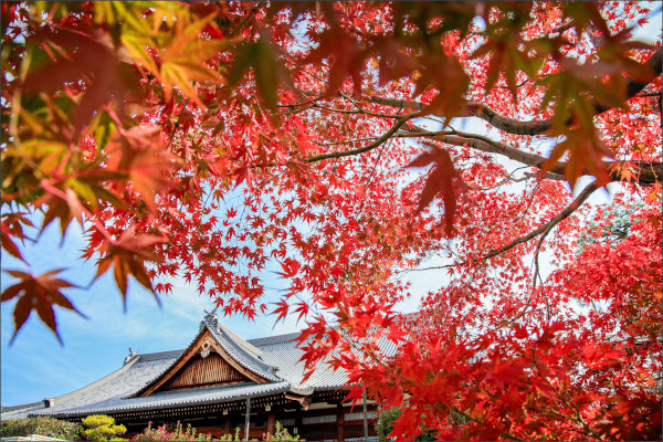 ポストカード2025（3）西礼拝場と紅葉