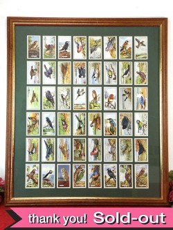 １９３０年代：貴重なGALLAHER社のシガレット・カードの大きな額「野鳥」