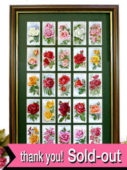 １９３０年代：すべて薔薇のお花♪とても貴重な「WILLS社」のシガレット・カードのとても大きな額「２５枚の薔薇」