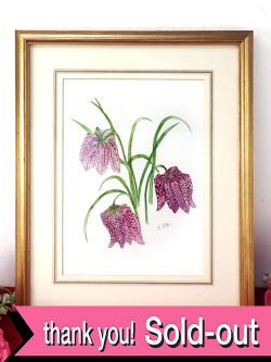 ＜英国ボタニカルアート原画：レア♪＞「Joan O'Brien」RHS（英国王立協会）金賞受賞作家の貴重な水彩画の原画♪可憐な３輪のフレチラリアのお花の額「手書きのサイン入り」