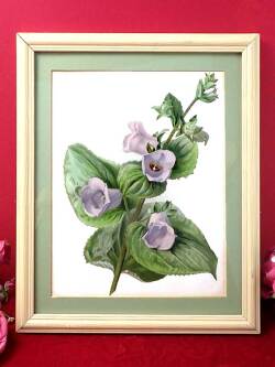 ＜英国ボタニカルアート：レア♪＞貴重な版画の原画♪優雅なお花たちの大きな額