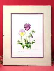 ★３５％OFF★＜英国ボタニカルアート：レア♪＞貴重な水彩画の原画♪可憐な2輪のビオラのお花の額「手書きのサイン入り」：通常価格9480円→