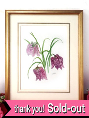 ＜英国ボタニカルアート原画：レア♪＞「Joan O'Brien」RHS（英国王立協会）金賞受賞作家の貴重な水彩画の原画♪可憐な３輪のフレチラリアのお花の額「手書きのサイン入り」