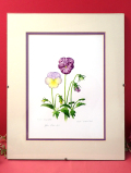 ＜英国ボタニカルアート：レア♪＞貴重な水彩画の原画♪可憐な2輪のビオラのお花の額「手書きのサイン入り」