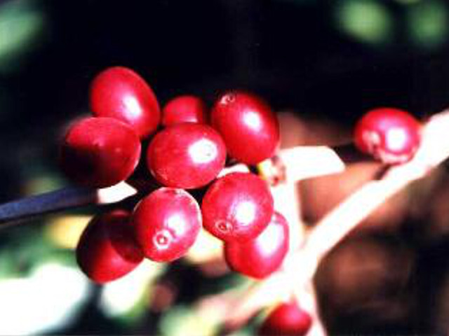 インド　モンスーン