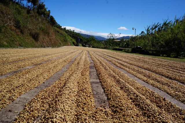 ラ・カンデリージャ　　SHB