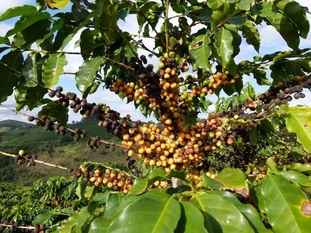 イパネマ農園リオベルデ