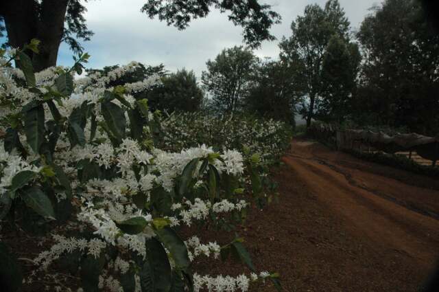 エーデルワイス農園