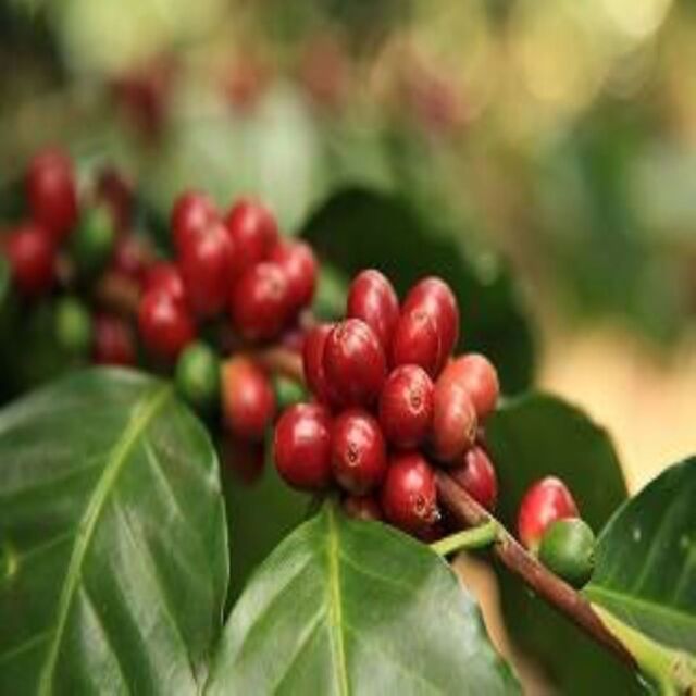 クリスタルマウンテン