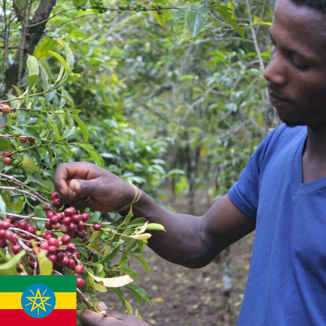 ナチュラル G4 plus