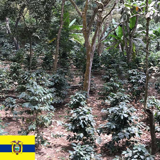 グレートマウンテン