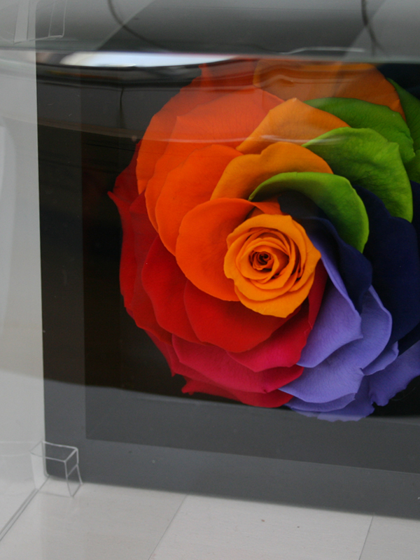 アルカンシェル・ノワール(M)