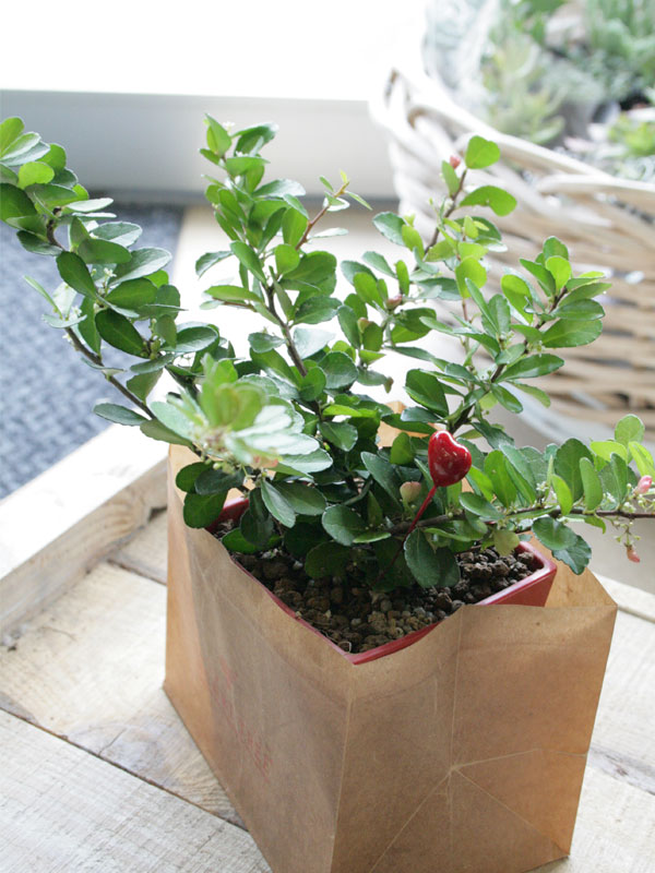 とってもカワイイ ハートツリー ハートの実がなります