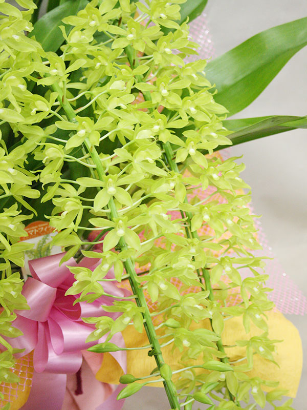 グラマトフィラム グリーン＜アーチ仕立て＞3本立ち | フラワーギフト