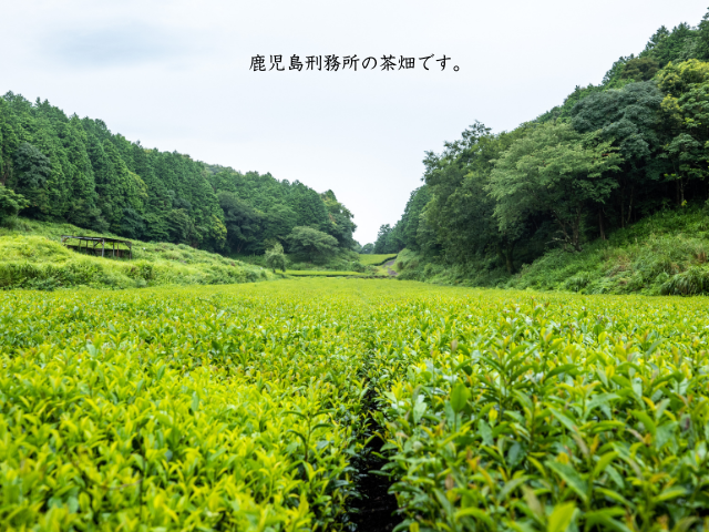 煎茶　紅ふうき（鹿児島）