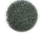 金子園　お茶