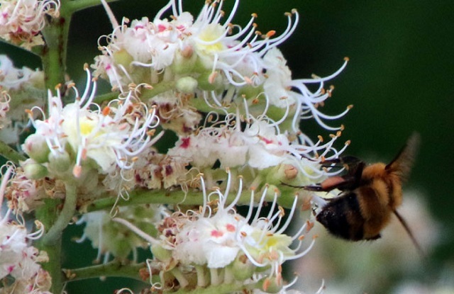 HoneyトチはちみつE