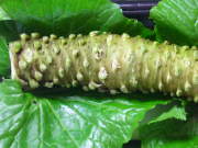 生わさび芋　糸魚川・早川郷産