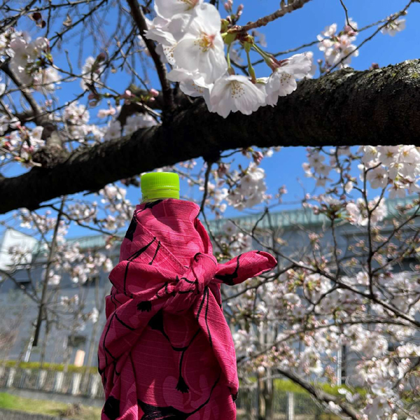 ヘイニ　シニケロ