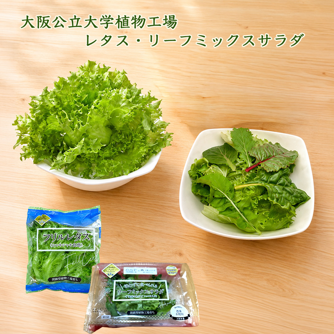 大阪公立大学植物工場レタス、リーフミックスサラダ