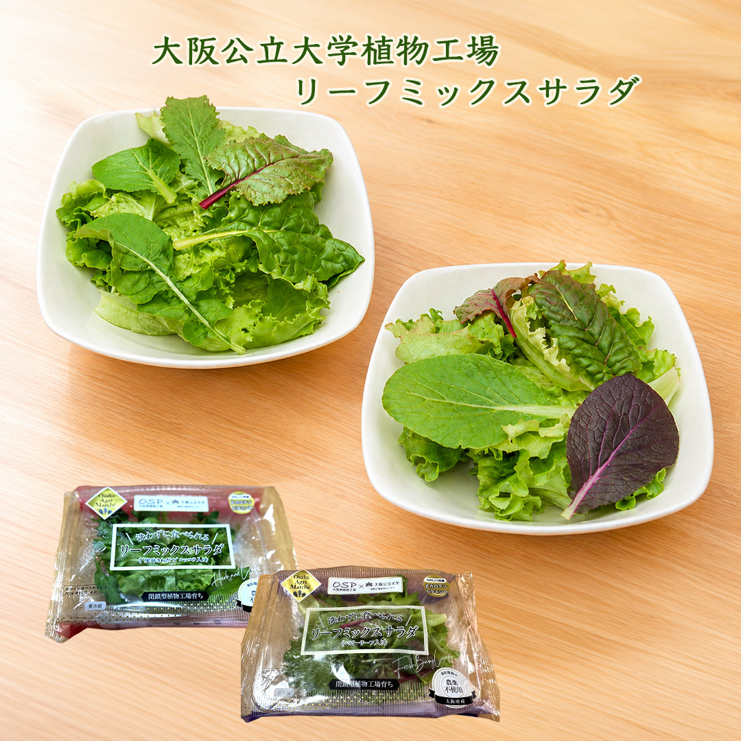 大阪公立大学植物工場レタス、リーフミックスサラダ