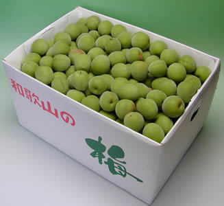 かつらぎ町の梅