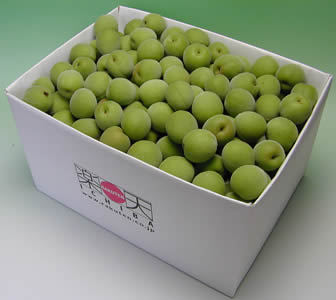 かつらぎ町の梅