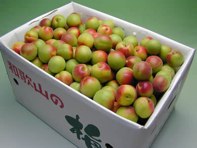 かつらぎ町の梅