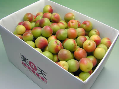 かつらぎ町の梅