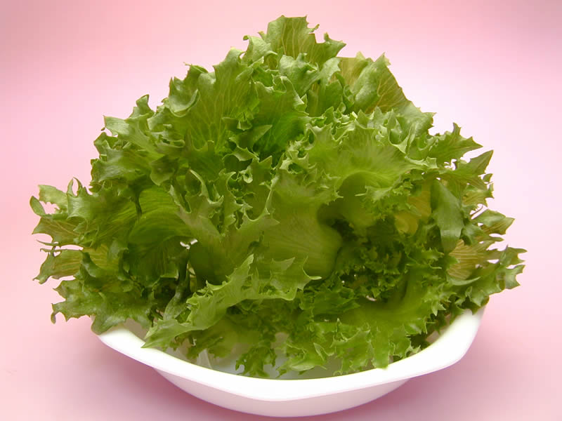 大阪府立大学植物工場のレタス